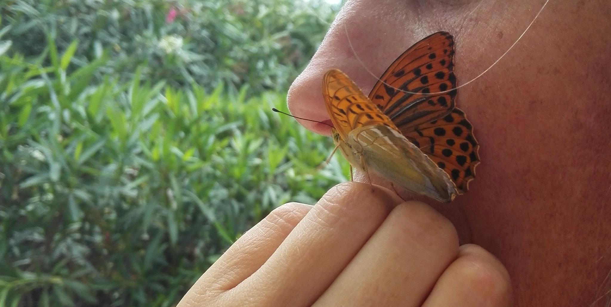 papillon soin guérison animal connexion